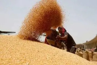 گندم کی کم از کم امدادی قیمت میں 110 روپے کا اضافہ