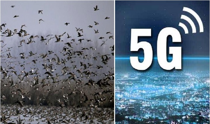 نیدرلینڈ میں 5G سے گئی سینکڑوں پرندوں کی جان