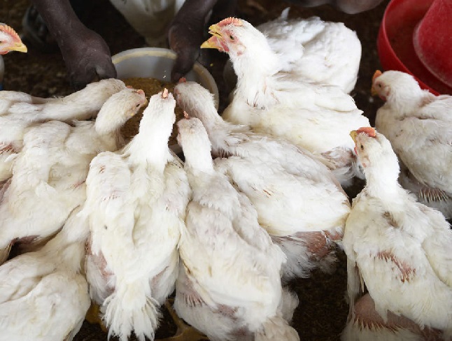 کرونا وائرس کے خوف سے مرغی کے گوشت کی قیمت میں کمی،تاجران پریشان،