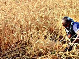 دھان کی سرکاری خریداری 6.96کروڑ ٹن، 94.15لاکھ کسانوں کو فائدہ