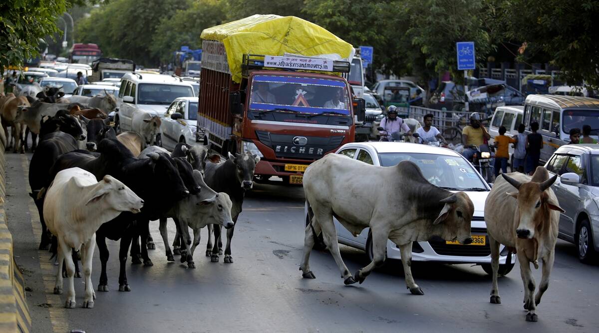 زبردست احتجاج کے بعد گجرات نے متنازع مویشی بل واپس لے لیا۔