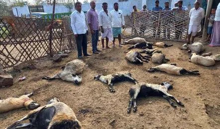 جگتیال میں گلی کے کتوں کے حملے میں 19 بھیڑیں ہلاک