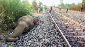 ٹرین کی زد میں آکر ہاتھی کی موت