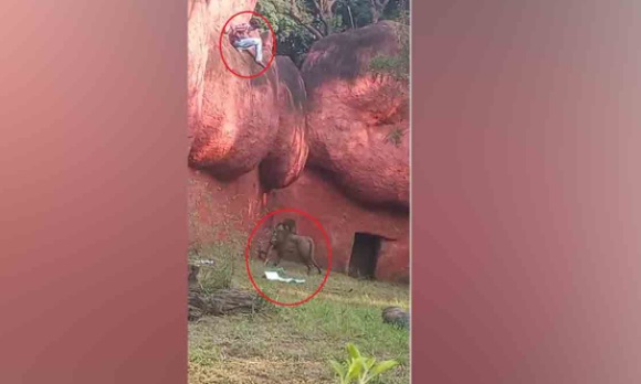 حیدر آباد کے زو پارک میں شخص دیوار پر چڑھ گیا