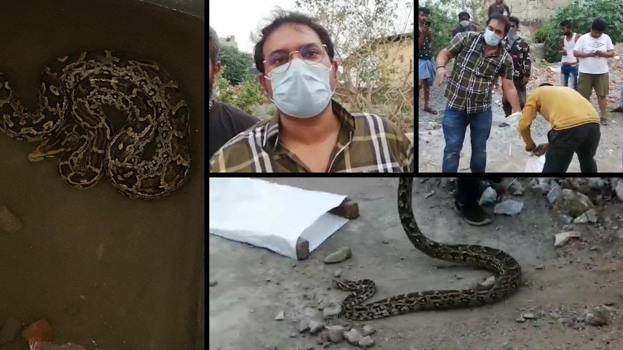 حیدرآباد کے قادری چمن فلک نما کے قبرستان میں رات کے وقت ایک عصدہ  نظر آیا جس کو آج ریسکیو کرلیا گیا ہیں 