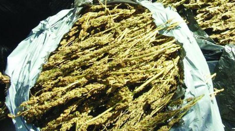 حیدرآباد میں 10 کلو گانجے کے ساتھ 2 تاجر گرفتار