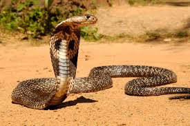 چترکوٹ میں سانپ کے کاٹنے سے بیوپاری کی موت