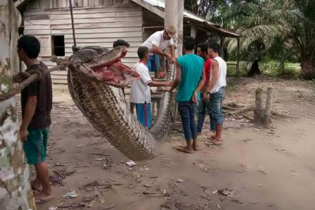 انڈونیشیا: 26 فٹ لمبے سانپ کو گاؤں والوں نے تل کر کھالیا