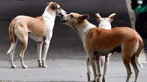ریبیز سے متاثرہ کتوں کی وجہ سے کیرالہ انجینئرنگ کالج میں کلاسز معطل کر دی گئیں