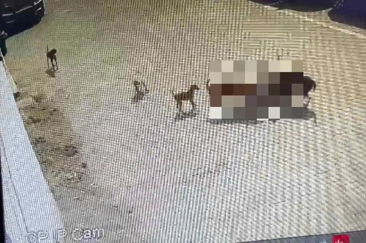 حیدرآباد کے عنبر پیٹ میں کتوں کے حملے سے معصوم بچے کی موت