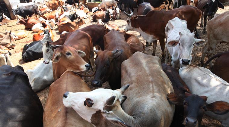 گائے کے محافظوں نے عادل آباد میں مویشیوں کے ٹرک کو روکا، مقدمہ درج