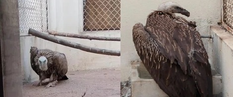 حیدرآباد : مانجھے میں پھنس گیا نایاب پرندہ ولچر