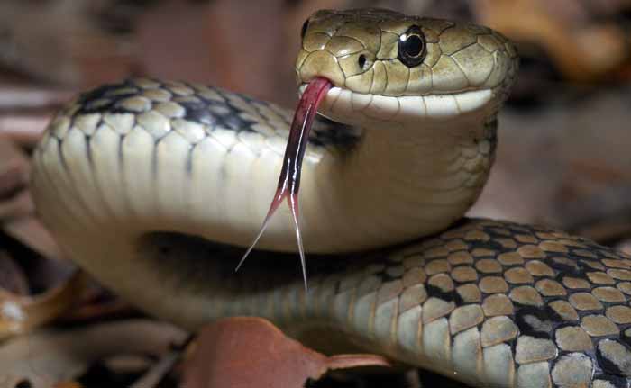 سانپ کو گلے میں ڈال کر ناچنا نوجوان کو پڑا مہنگا، کاٹنے سے موت