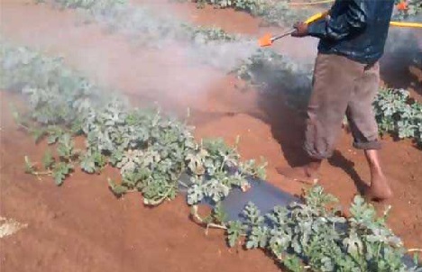مہاراشٹرا میں جراثیم کش دواؤں کے زہر سے 21 کسانوں کی موت