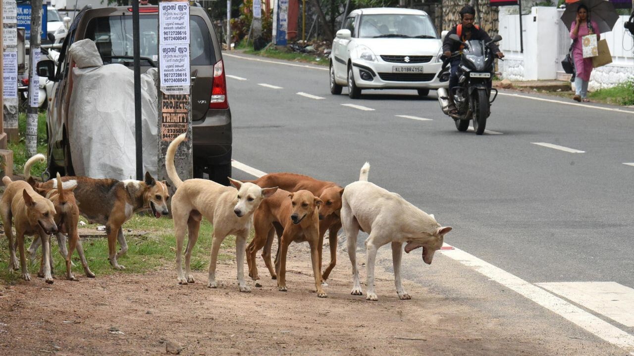 حیدرآباد میں آوارہ کتے نے 6 سالہ بچے پر حملہ کر دیا