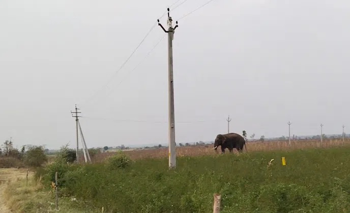 تلنگانہ : دو کسانوں کو ہلاک کرنے والا ہاتھی مہاراشٹر واپس