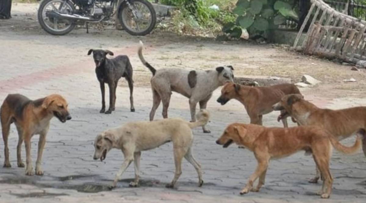 حیدرآباد میں آوارہ کتوں کے حملے سے مزید 2 بچے زخمی ہوگئے