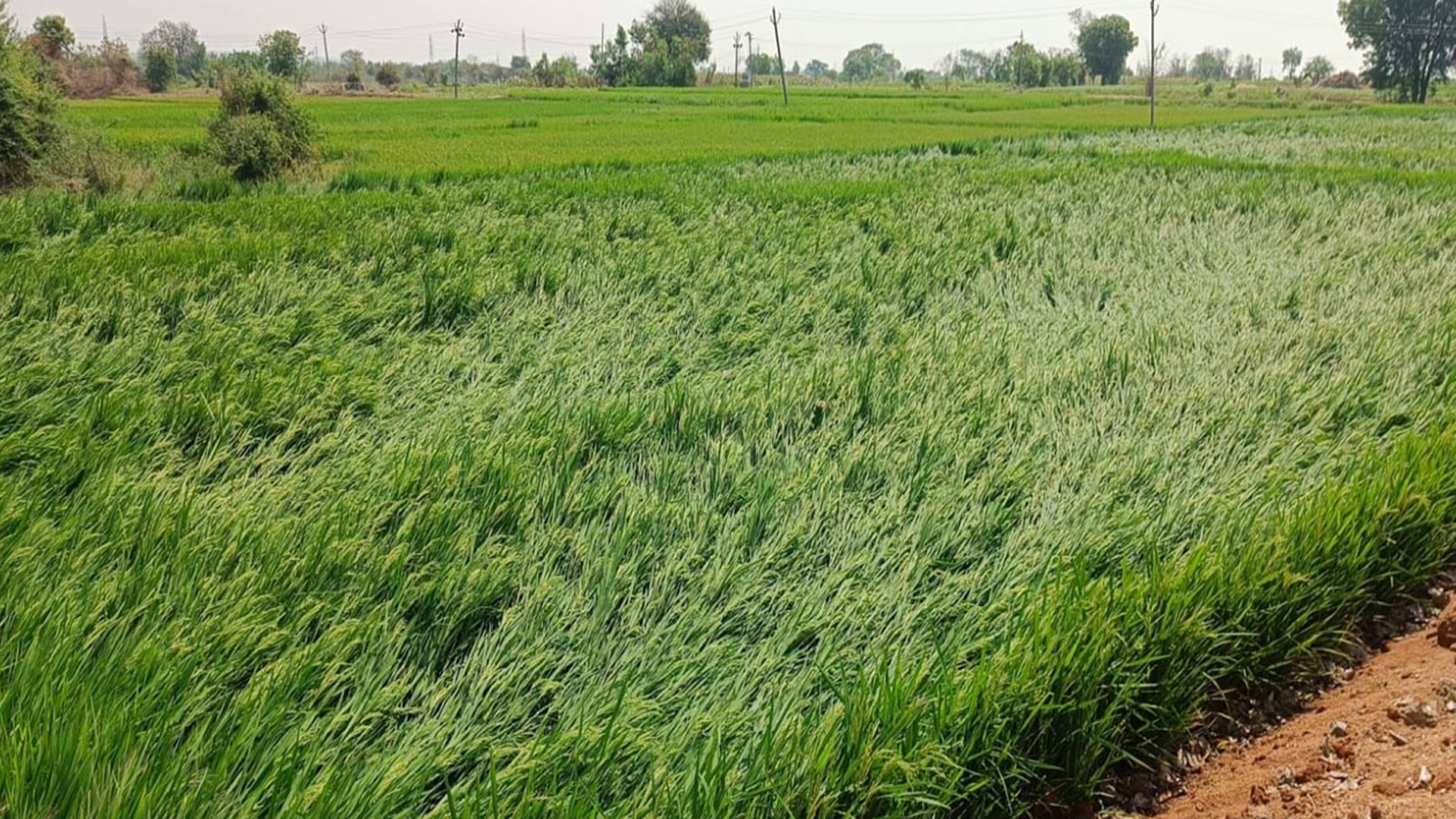 نظام آباد میں بے موسمی بارشوں سے کئی فصلوں کو نقصان پہنچا