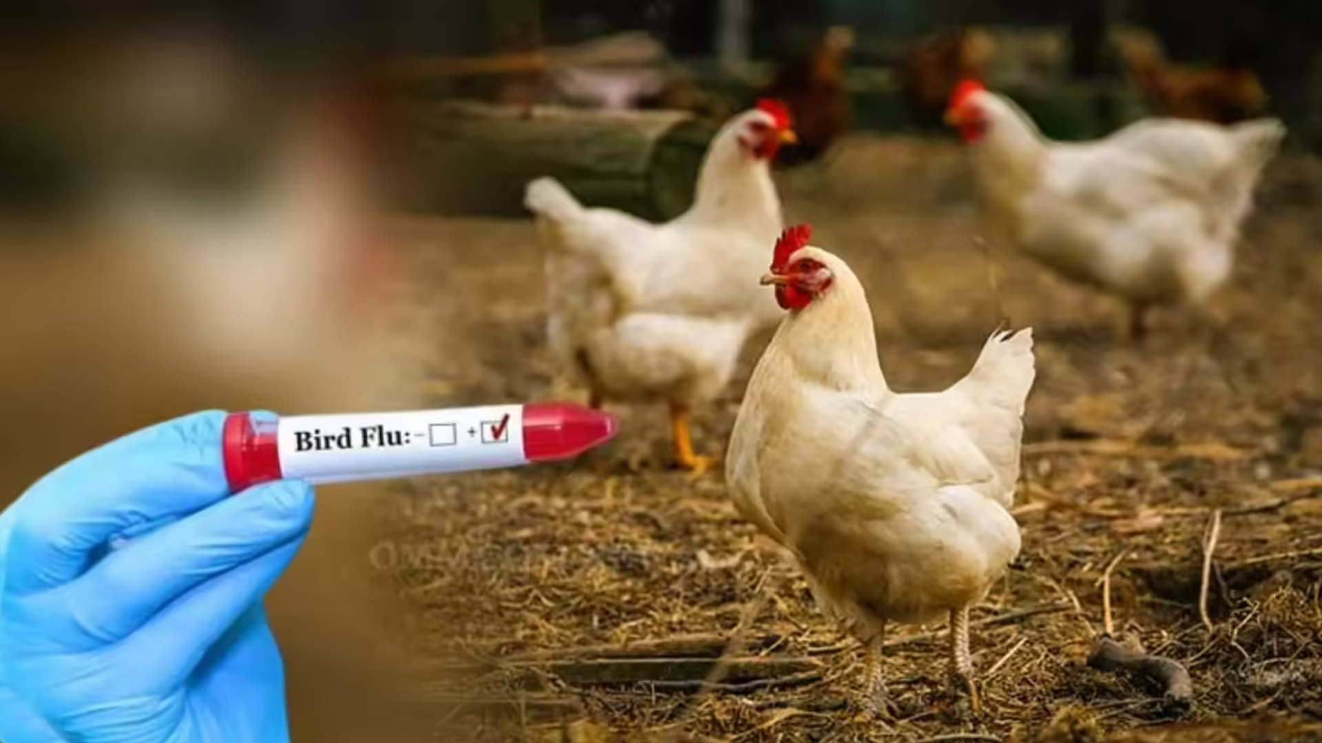 آندھرا پردیش میں برڈ فلو کا خوف: انامایا گاؤں میں 24,000 مرغیاں  ہلاک