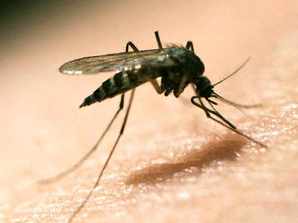 2030 تک ہندوستان بن جائے گا ملیریا سے پاک ملک: مرکزی حکومت