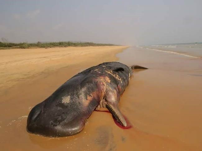 ممبئی کے بعد اب اڑیسہ کے گنجام کے کنارے پر 33 فٹ لمبی اسپرم وہیل مردہ ملی 