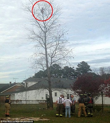 درخت کے 50 فٹ پرچڑھ گیا چھ سال کا بچہ