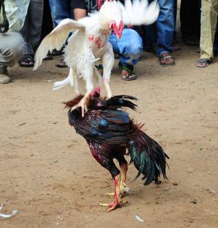 آندھرا حکومت نے ہائی کورٹ سے کیا وعدہ، سنکرانتی کے دوران "مرغوں کی لڑائی" نہیں ہونے دیں گے 