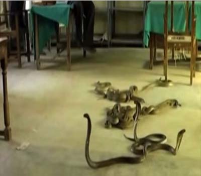 رشوت مانگنے پر سرکاری دفتر میں کسان نے چھوڑے 40زہریلے سانپ