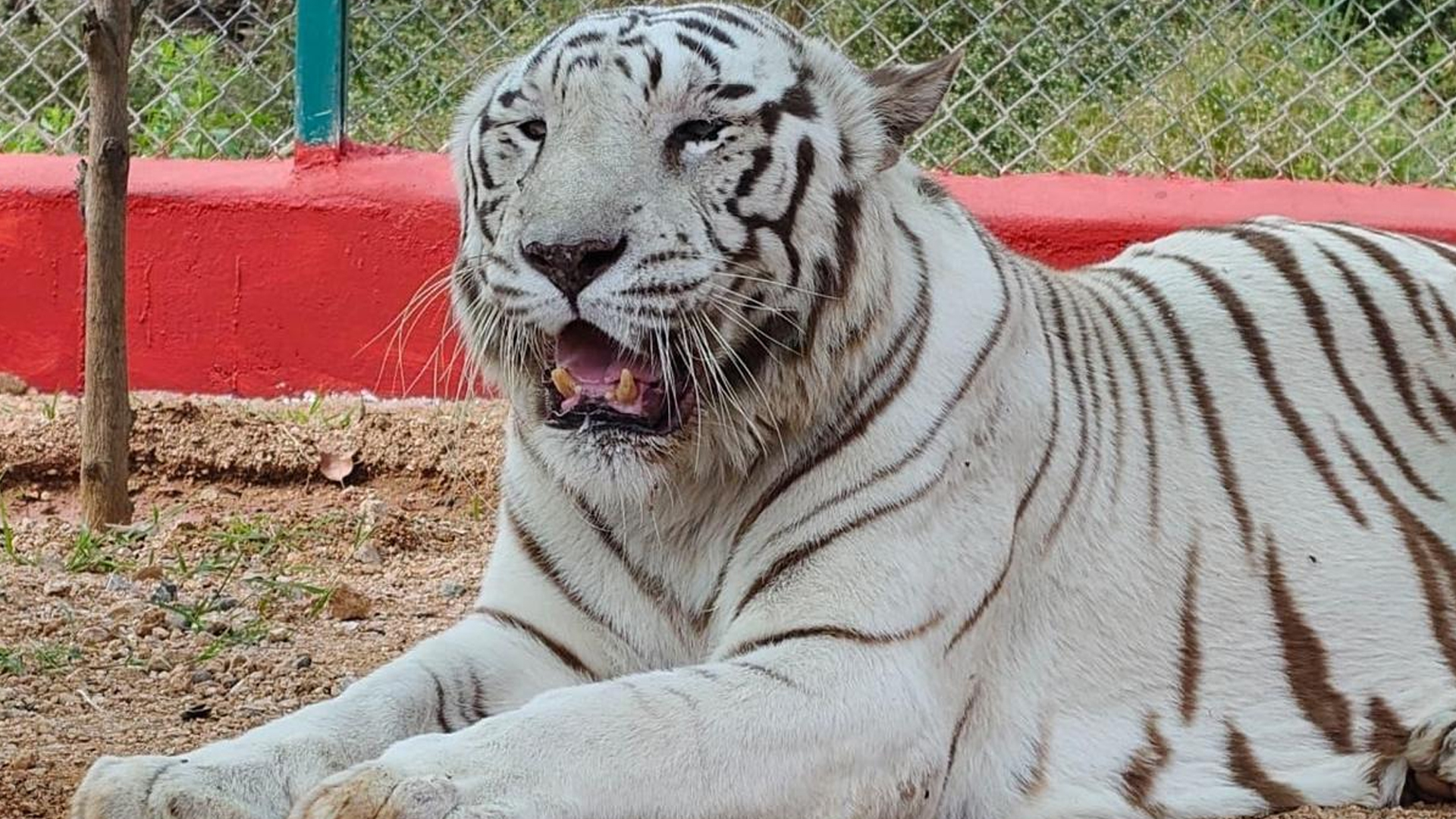 تلنگانہ:  کاکتیہ زولوجیکل پارک کا سفید شیر چل بسا