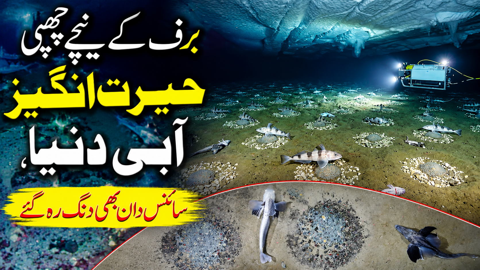 انٹارکٹیکا کی برف کے نیچے 6 کروڑ مچھلیوں کے گھونسلوں کی حیرت انگیز دریافت