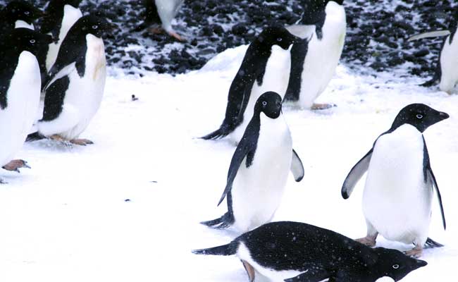 انتارتیکا میں برف کا توده نے لی 1.5 لاکھ پنگوئن کی جان