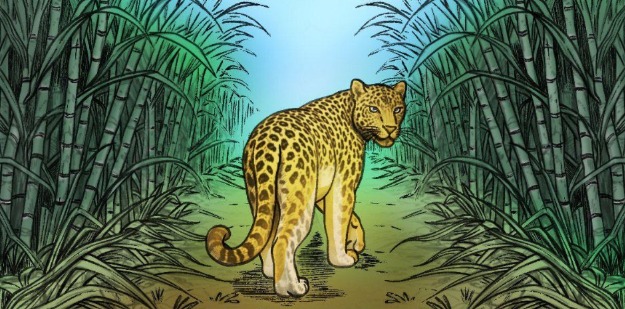 تلنگانہ: میدک میں دو تیندوے کی موجودگی سے خوف و ہراس