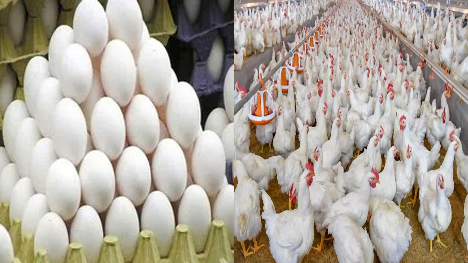 تلنگانہ میں چکن اور انڈے کی قیمتوں میں زبردست اضافہ