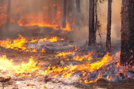 چلی کے جنگلات میں لگی آگ پر قابو پانے کے لئے دیگر ممالک سے مدد کی اپیل