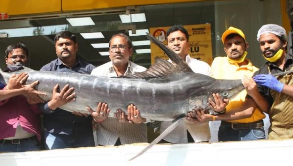 حیدرآباد میں آئی 78 کلو کی بلیک مرلن مچھلی