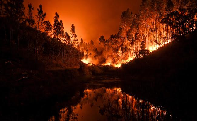 پرتگال کے جنگلات کی آگ تیسرے دن بھی بے قابو، مرنے والوں کی تعداد 62 ہوئی