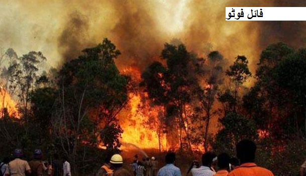 روس میں جنگل کی آگ سے روزانہ خاک ہو رہا 25،000 ہیکٹر علاقہ