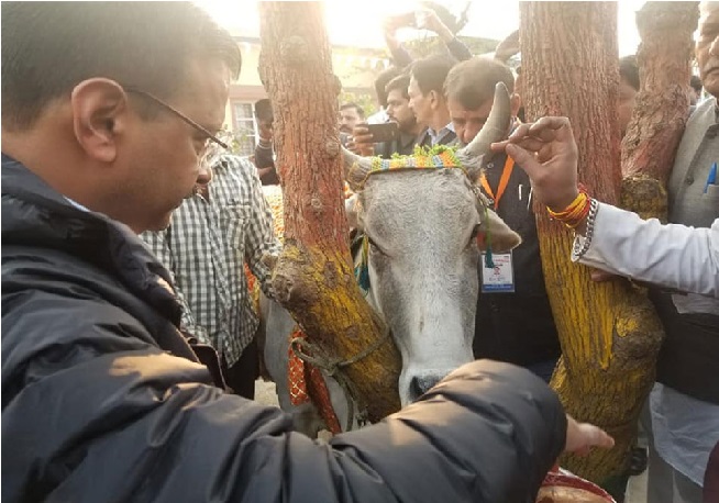 جو گائے کے نام میں ووٹ مانگتے ہیں، انہیں گائیوں کو چارہ بھی دینا چاہیئے:کیجروال