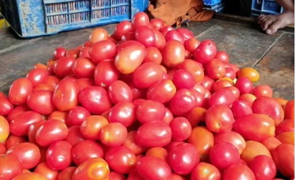 ٹماٹر نے پٹرول کو پچھے چھوڑا، دہلی-این سی آر سمیت ملک کے کئی حصوں میں قیمت 100 سے تجاوز