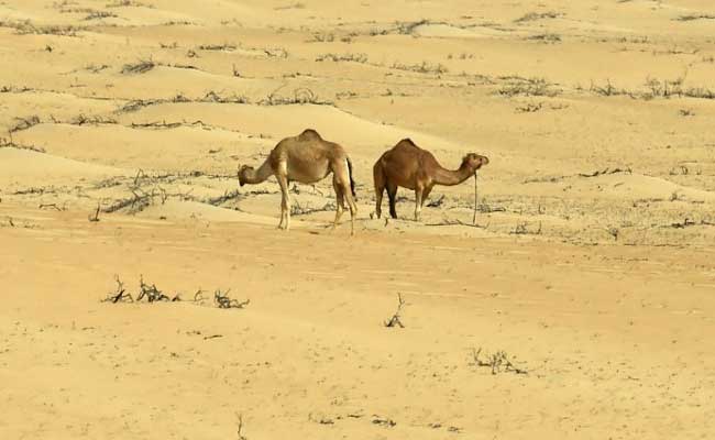 سعودی عرب کے بعد ہتھیاروں کا دوسرا سب سے بڑا خریدار ہے ہندوستان: رپورٹ