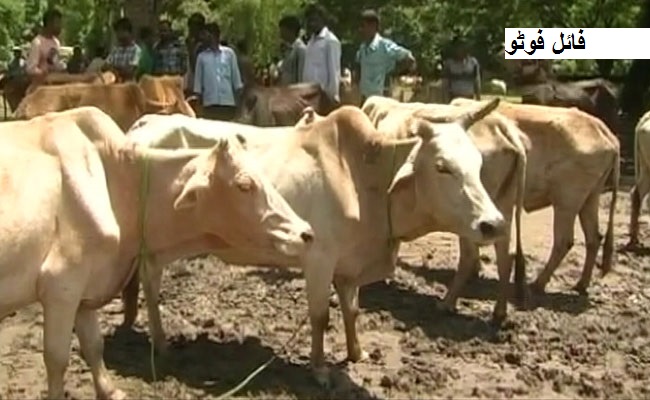 ہریانہ کے کروکشیتر میں سرکاری گوشالا میں بد نظمی اور بھوک کی وجہ 25 گایوں کی موت
