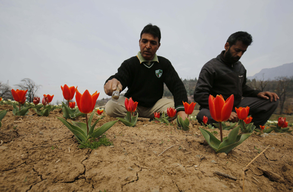جموں و کشمیر کو باغبانی کے لئے 500 کروڑ روپے کا پیکج