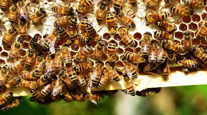 بی جے پی وزیر اور کارکنوں پر شہد کی مکھیوں کا حملہ