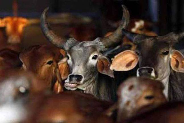 میگھالیہ کے قبائلی سرداروں نے گائے کے گوشت پر پابندی کیلئے مودی حکومت کو لیا آڑے ہاتھوں