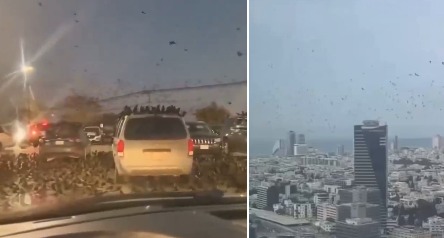 تل ابیب میں آسمان پر کوؤں کے منڈلانے کی ویڈیو وائرل، شہریوں میں خوف و ہراس