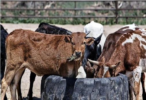 تلنگانہ میں ایک لاکھ گائے ہر سال مفت تقسیم کی جائیں گی:بی جےپی